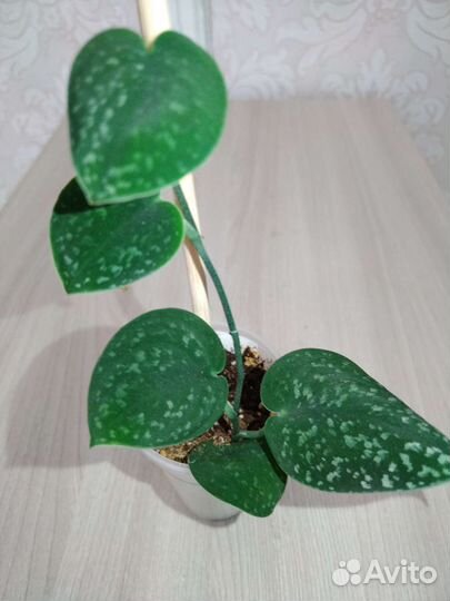 Эпипремнум, сциндапсус