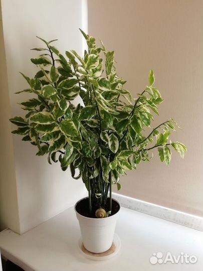 Педилантус