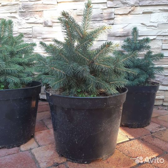 Ель голубая (сизая), глаука, хвойные