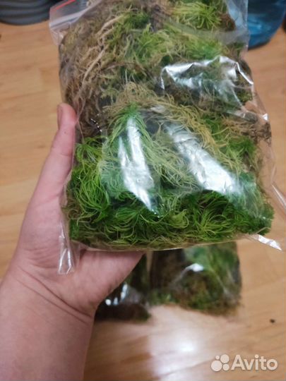 Мох сфагнум живой
