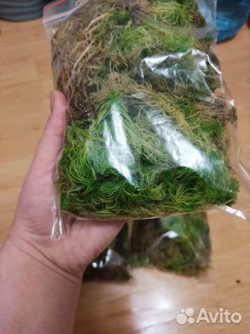 Мох сфагнум живой