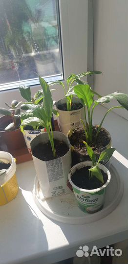 Комнатные цветы отростки