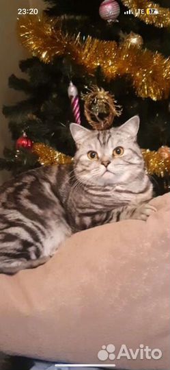 Британские котята