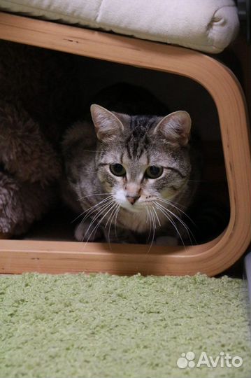 Молодой котик