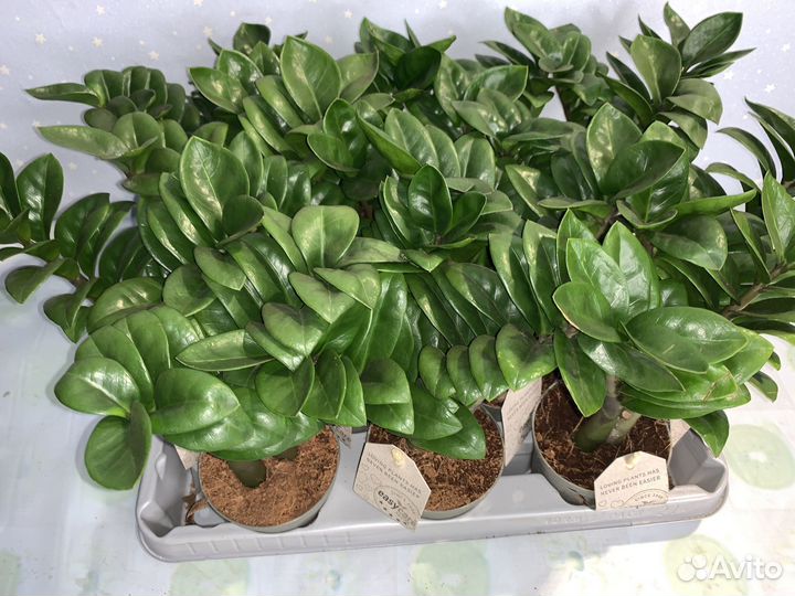 Замиокулькас Зензи 9/25см