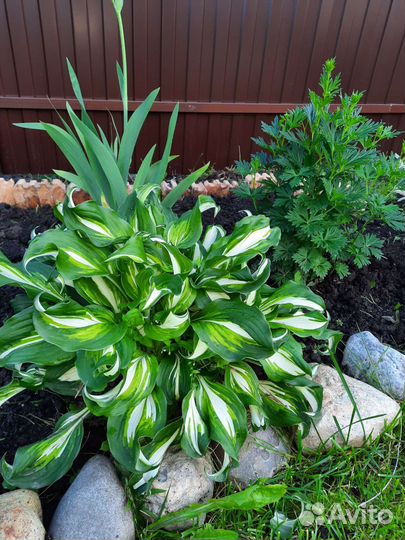 Многолетние цветы для сада