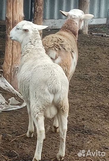 Катумские баранчики