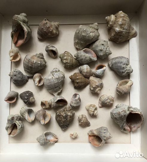 Морские ракушки