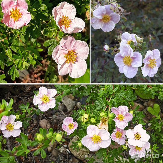 Декоративные садовые кустарники