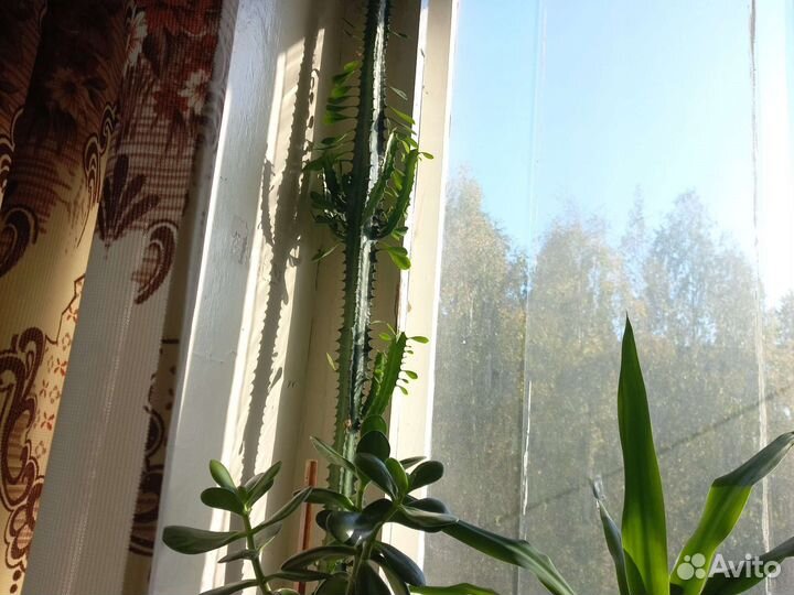 Большой кактус