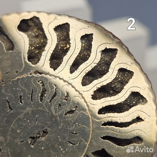 Пиритовый аммонит Kosmoceras полированный