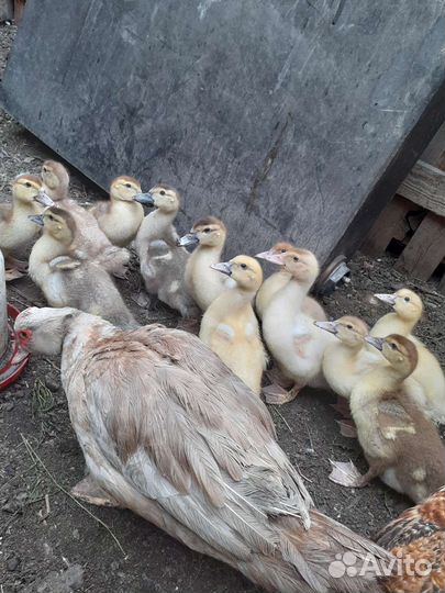 Инкубационное яйцо индоутки,цветное яйцо кур