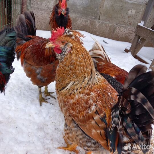 Мускусные утки тяжелые линии петушки