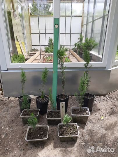 Тис Тис Тис ягодный