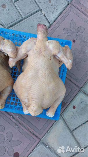 Домашнее мясо бройлера