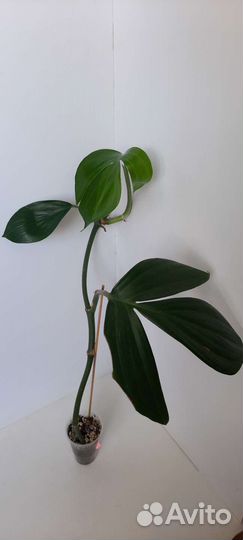 Филодендрон, пальмы,нолина,аукуба