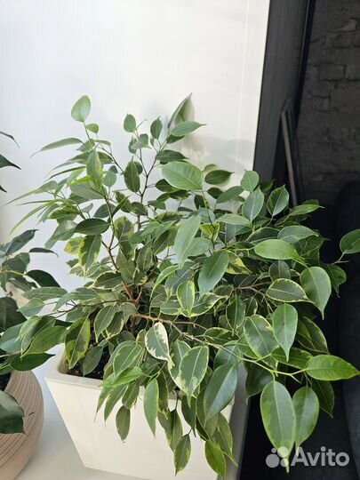 Фикусы кинки, даниэле