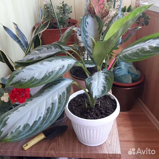 Аглоанема сильвер бей