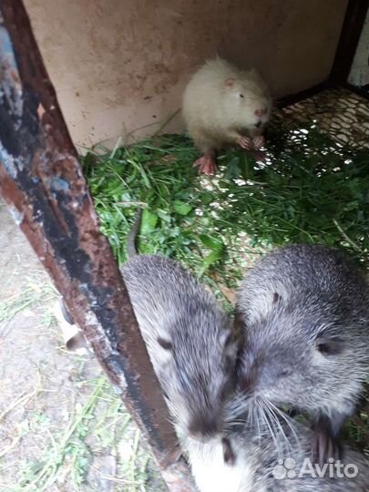 Нутрии 3 месяца