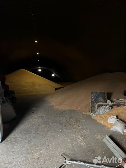 Продам рожь