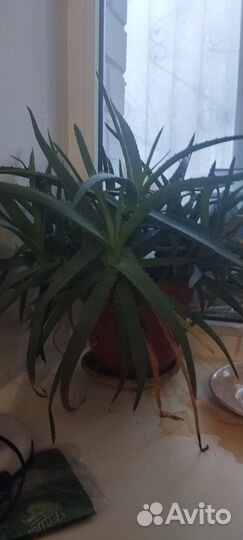 Цветок алоэ