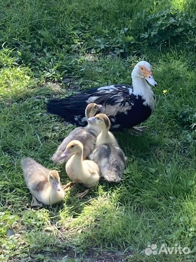 Индоутята, петух Павловский