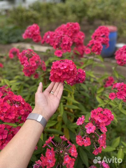 Флоксы многолетние