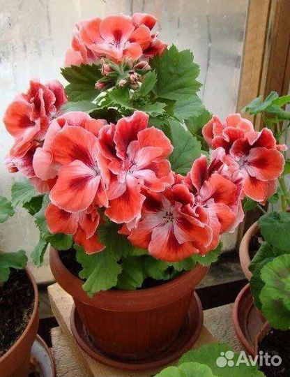 Цветы комнатные сортовые бегония и пеларгония