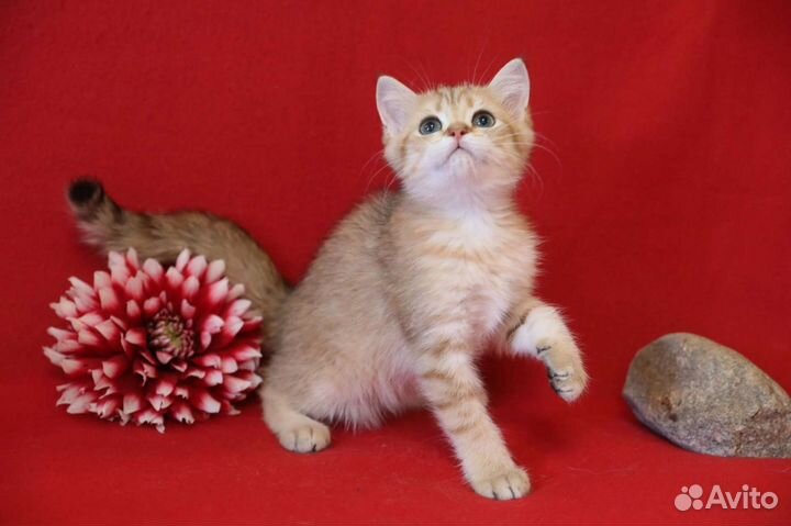 Британская золотая шиншилла