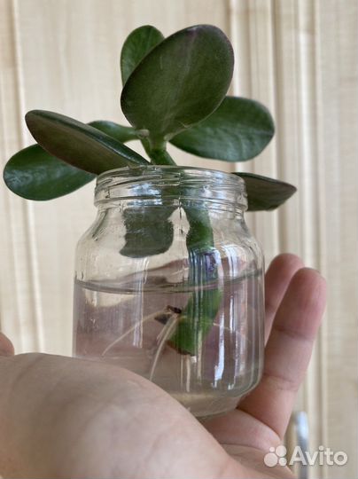 Толстянка денежное дерево