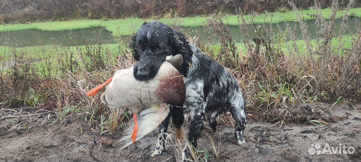 Русский спаниель вязка