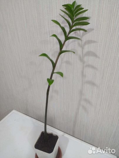 Замиокулькас, большой выбор