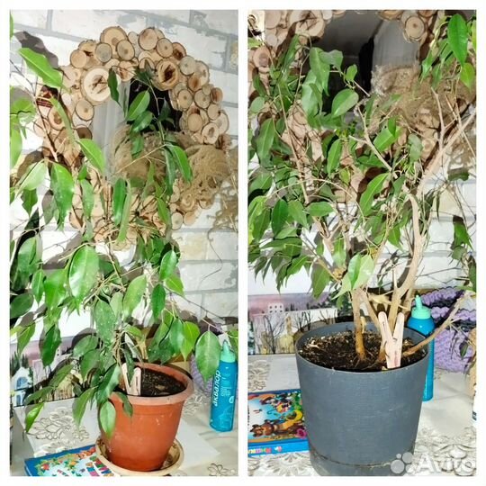 Фикус бенджамина