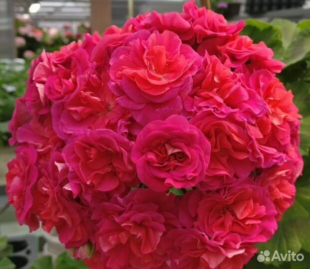 Пеларгонии, фуксии, пеперомии, коллизии и другие