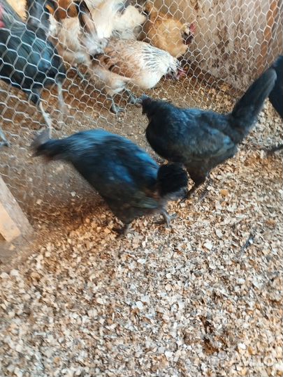 Инкубационное яйцо