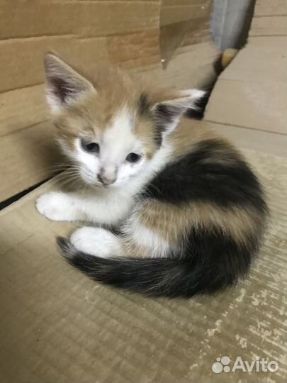 Раздается счастье