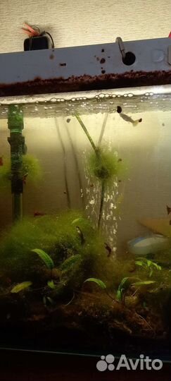 Аквариум
