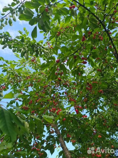 Саженцы черешни с закрытой корневой системой