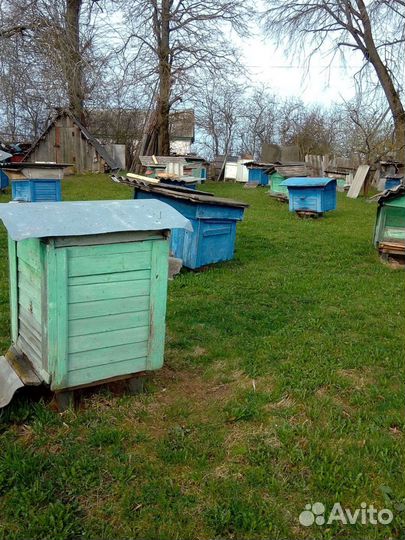 Улей с пчелами