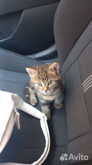 Кошки в добрые руки