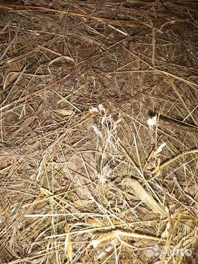 Сено луговое в мешках