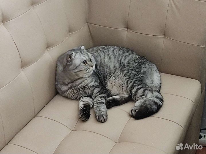 Вислоухая шотландка