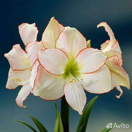 Амариллис Пикоти