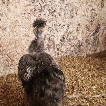 Петух китайский шелковый