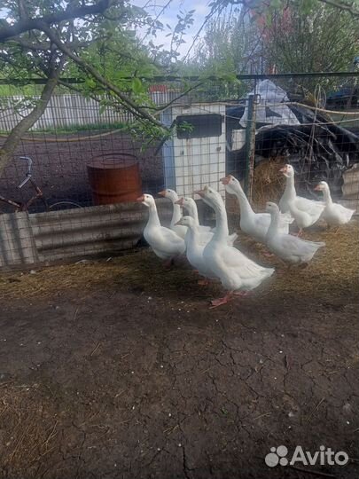Яйца гусиные инкубационные