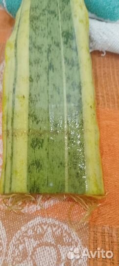 Глоксиния, сенсивьера, замиокулькас