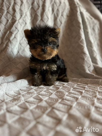 Йоркширский терьер мини