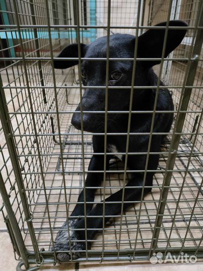 Отлов животных для стерилизации