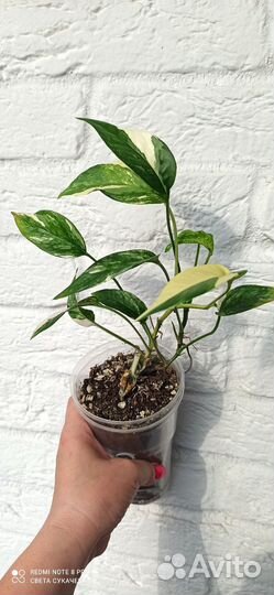 Набор комнатных растений