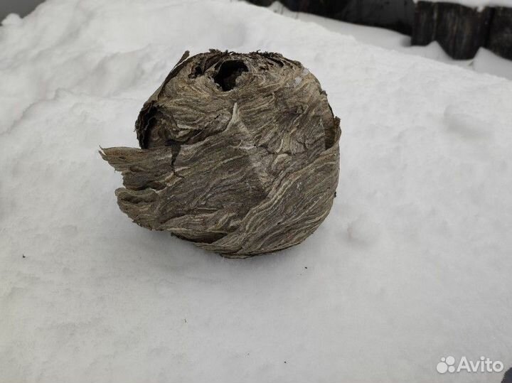 Гнездо шершней(диких пчел)